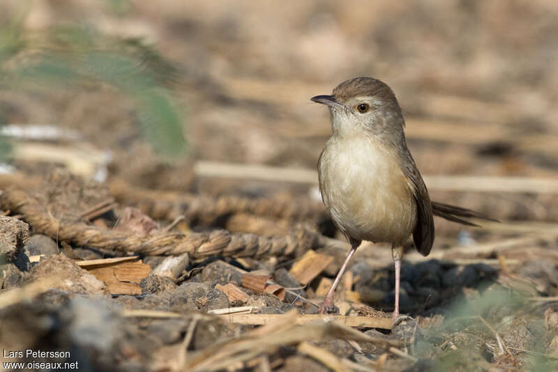 Prinia forestièreadulte