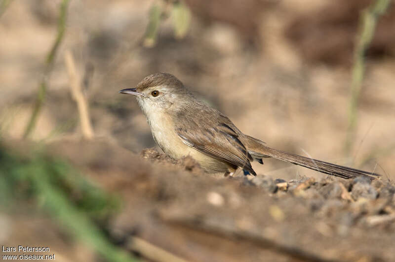 Prinia forestièreadulte, identification