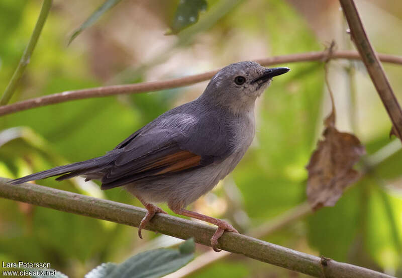 Red-winged Grey Warbleradult, identification