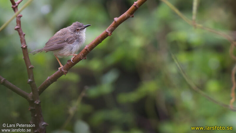 Prinia modeste