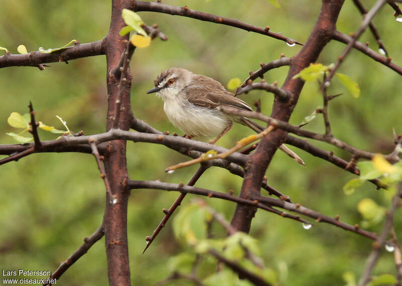 Prinia pâleadulte, identification