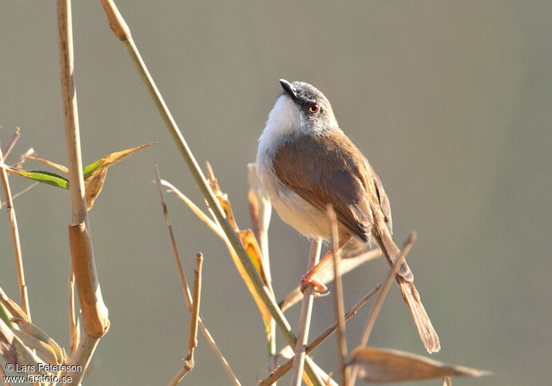 Prinia roussâtre