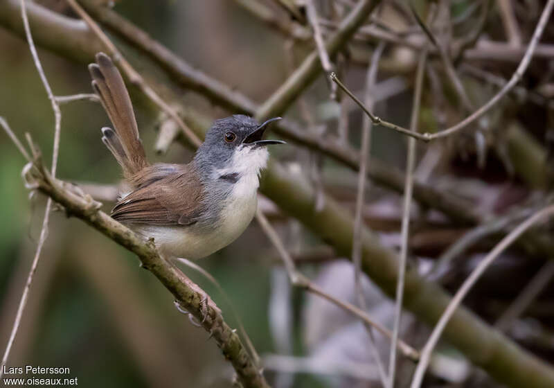 Prinia roussâtreadulte, chant