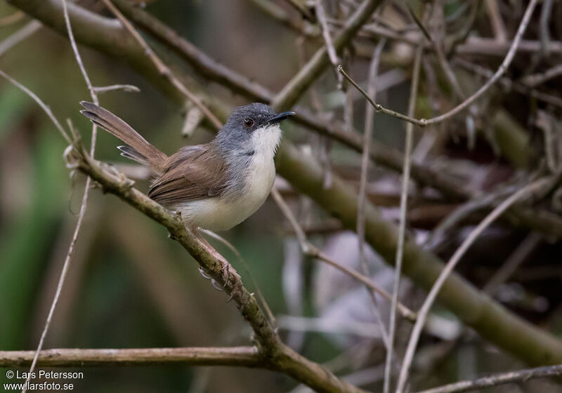 Rufescent Prinia