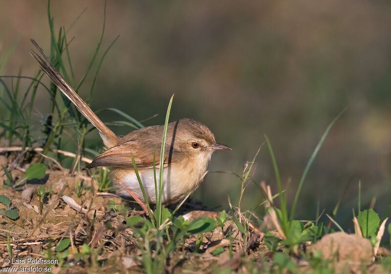 Prinia simple