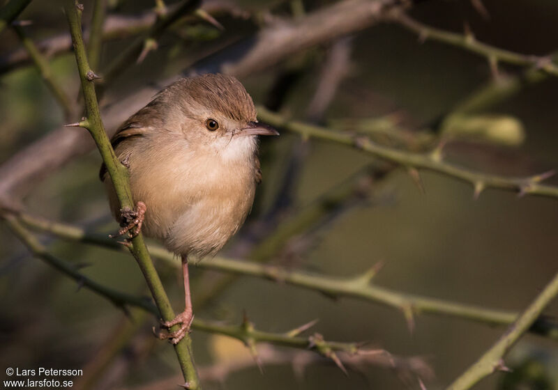 Prinia simple