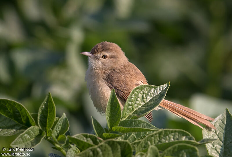 Prinia simple