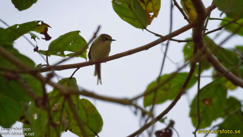 Green Longtail