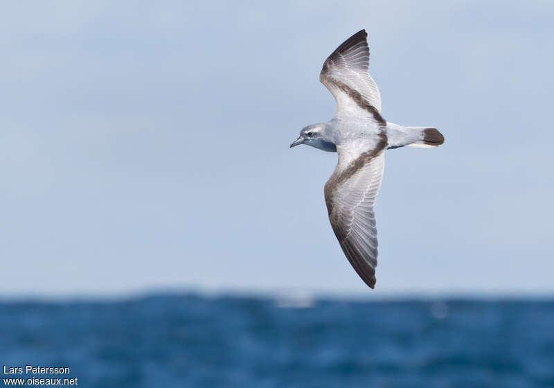 Fairy Prion, habitat, pigmentation, Flight