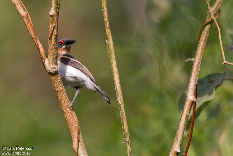 Brown-throated Wattle-eye