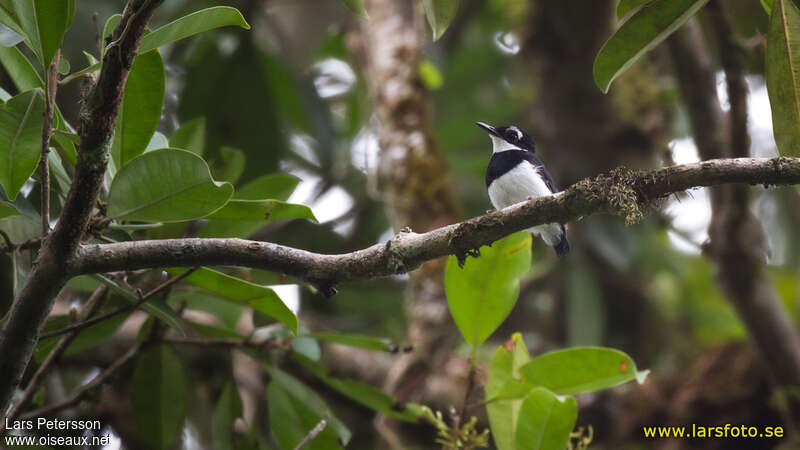 White-spotted Wattle-eye male adult, identification