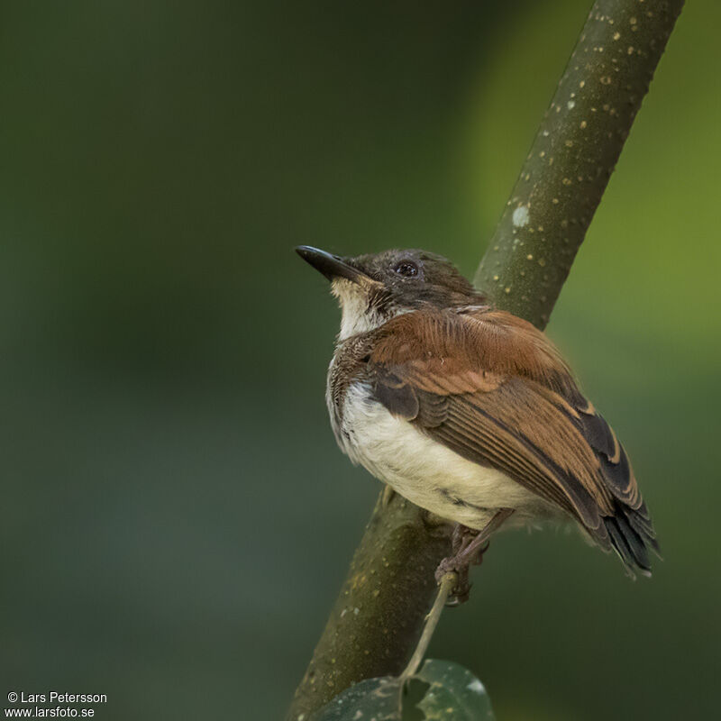 Chestnut Wattle-eye