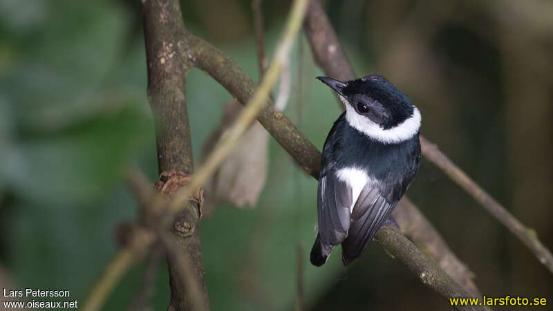 Pririt de Guinée mâle adulte, identification