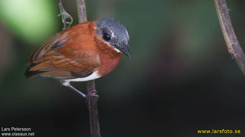 West African Wattle-eye female adult, identification