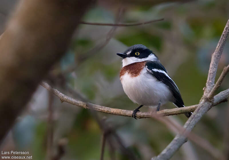 Angola Batis female adult, identification