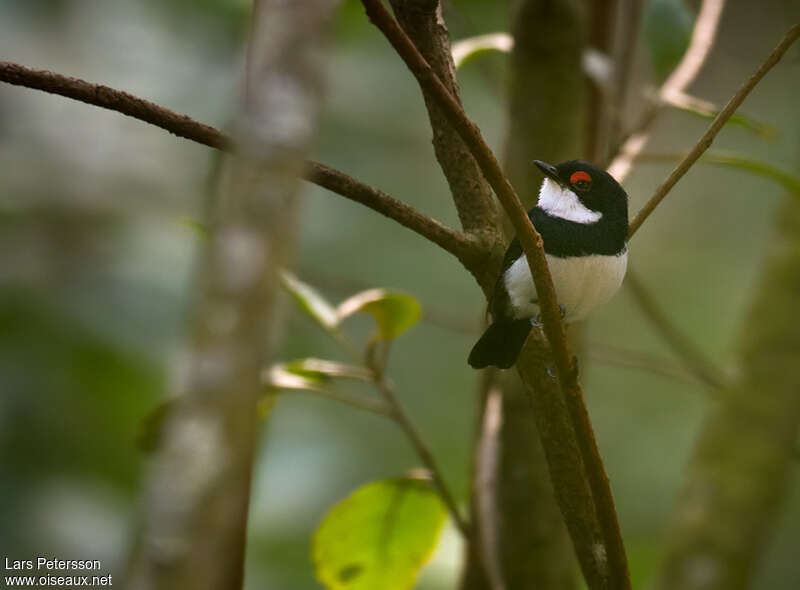 Pririt du Bamenda mâle adulte, identification