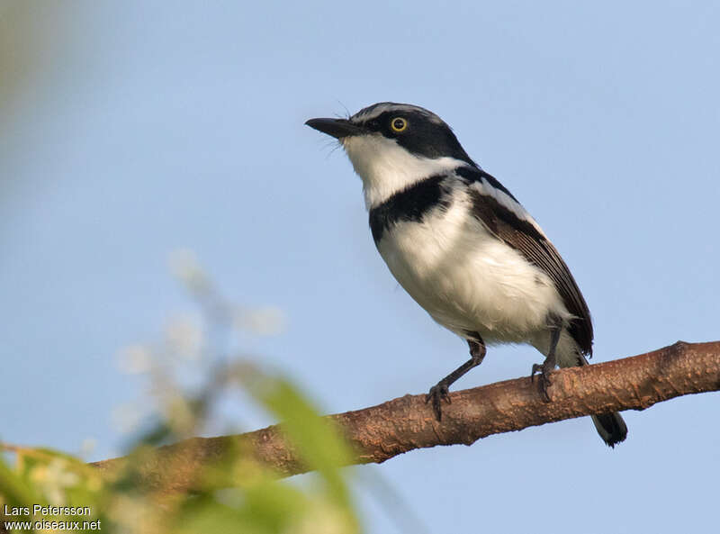 Pale Batis male adult, identification