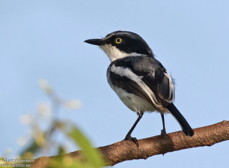 Pale Batis