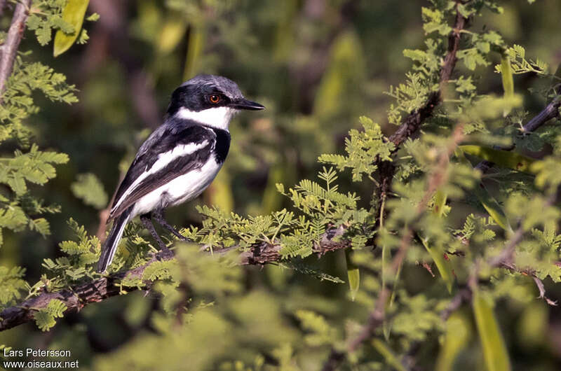 Pygmy Batis male adult breeding, identification