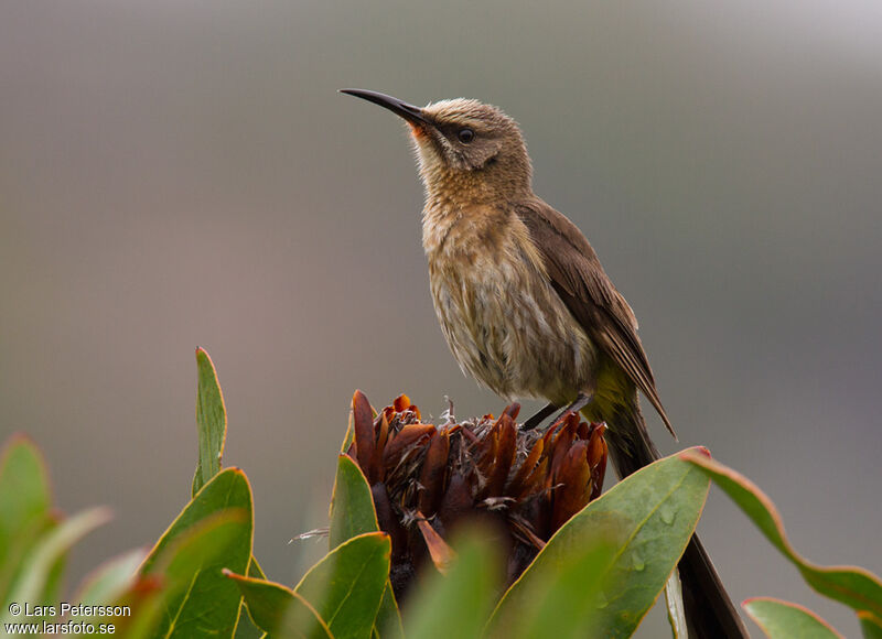 Cape Sugarbird