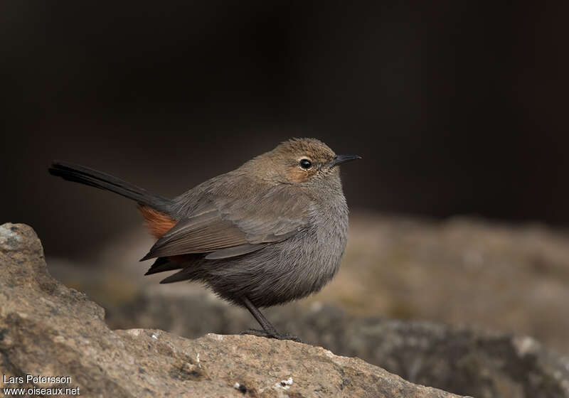 Indian Robin female adult