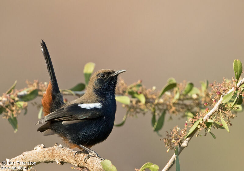 Indian Robin