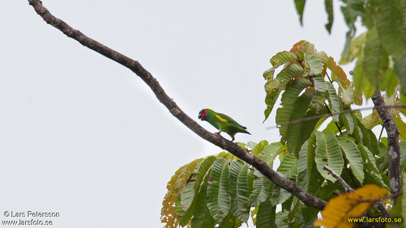 Double-eyed Fig Parrot