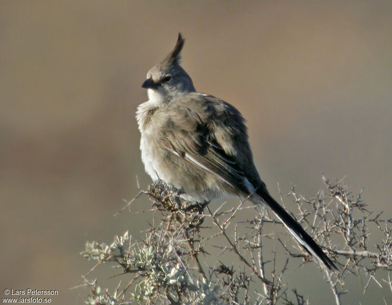 Chirruping Wedgebill