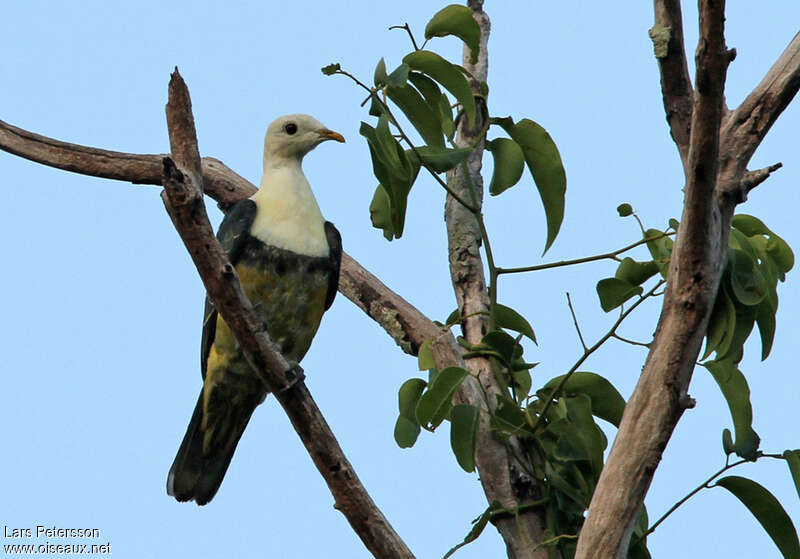 Banded Fruit Dove