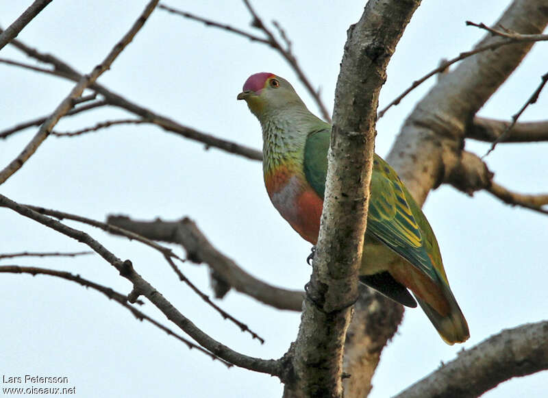 Rose-crowned Fruit Doveadult, identification