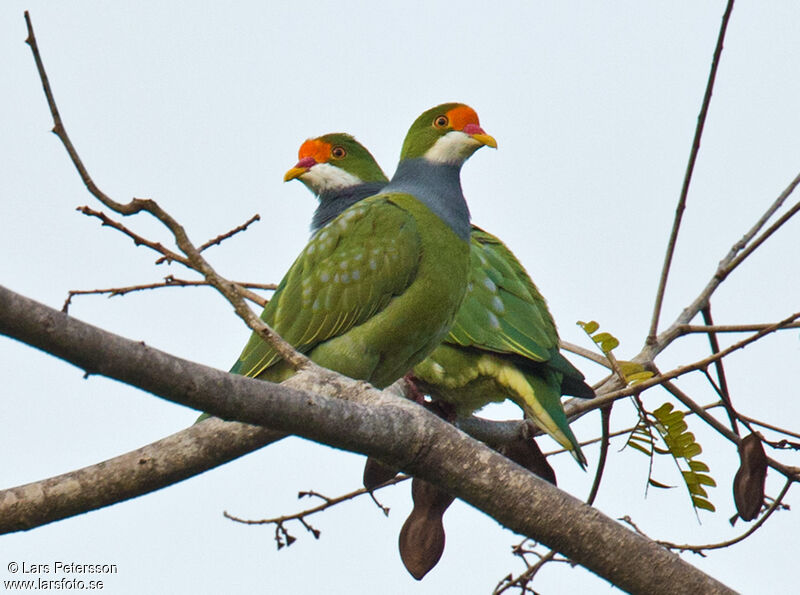 Orange-fronted Fruit Dove