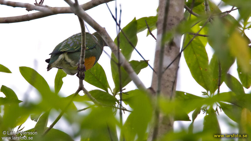 Orange-bellied Fruit Dove