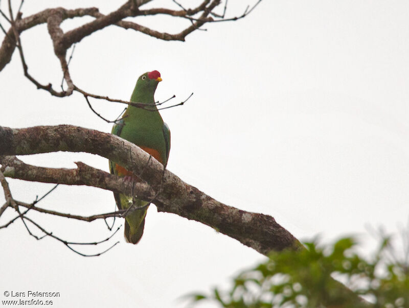 Knob-billed Fruit Dove