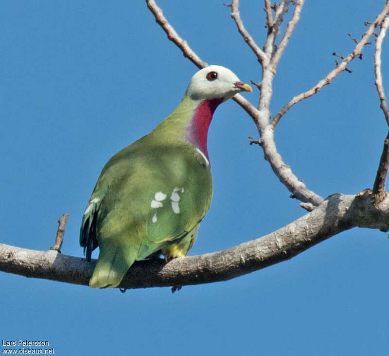 White-headed Fruit Doveadult, pigmentation, Behaviour