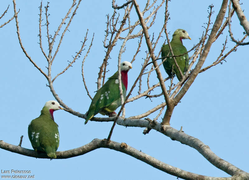 White-headed Fruit Doveadult, identification