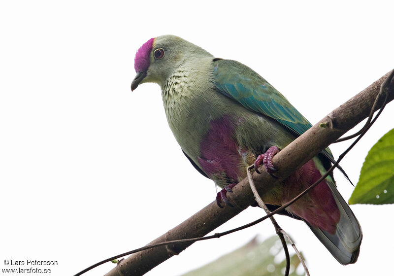 Red-bellied Fruit Dove