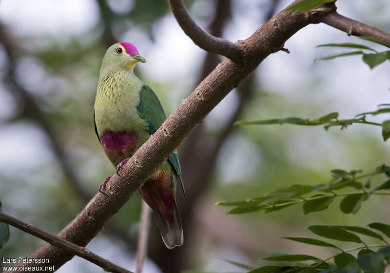 Red-bellied Fruit Doveadult