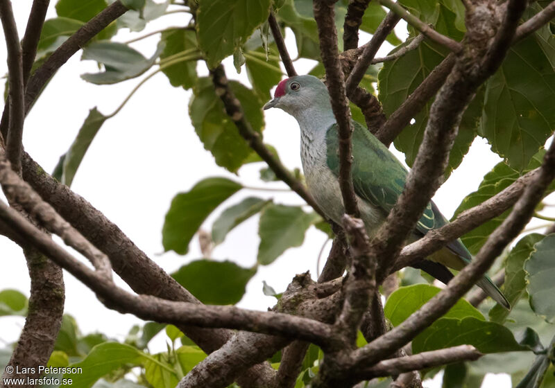 Many-colored Fruit Dove