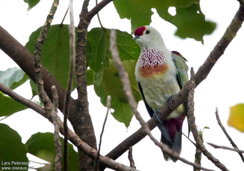 Many-colored Fruit Doveadult, identification