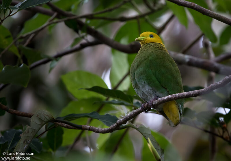 Whistling Fruit Dove male adult