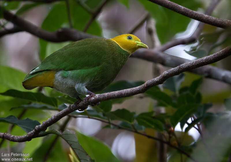 Whistling Fruit Dove male adult, identification