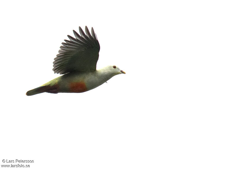 Silver-capped Fruit Dove