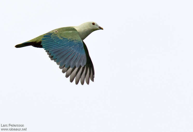 Silver-capped Fruit Doveadult, Flight