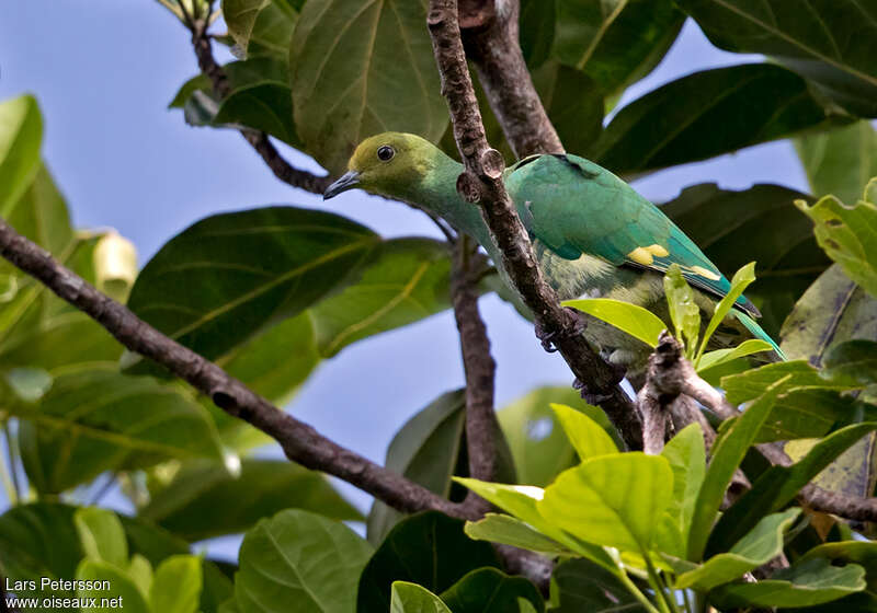 Tanna Fruit Dove