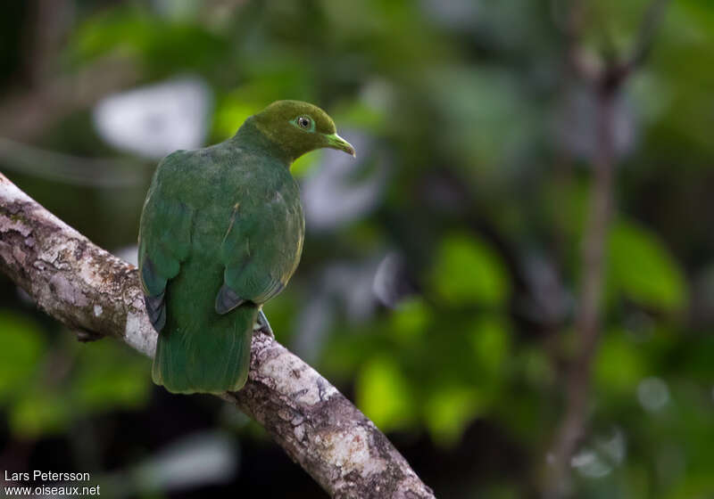 Ptilope jaune mâle adulte, identification