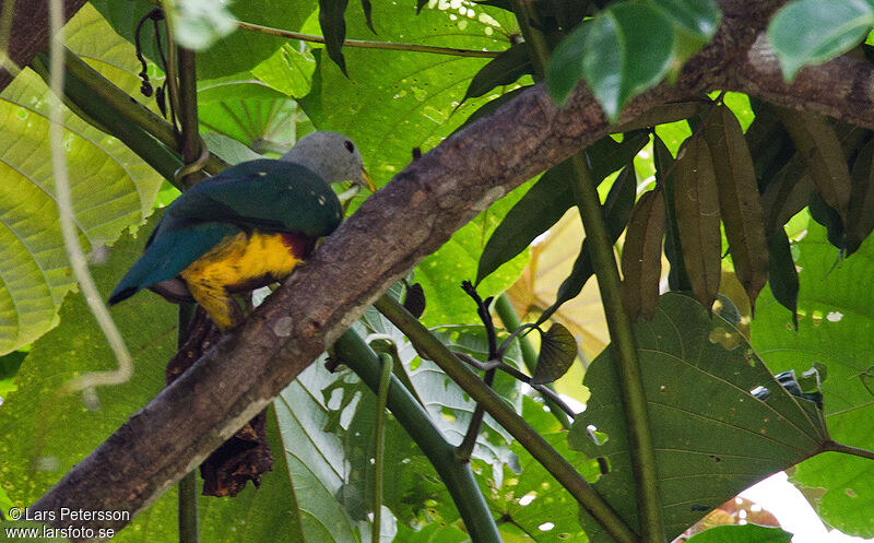 Wompoo Fruit Dove