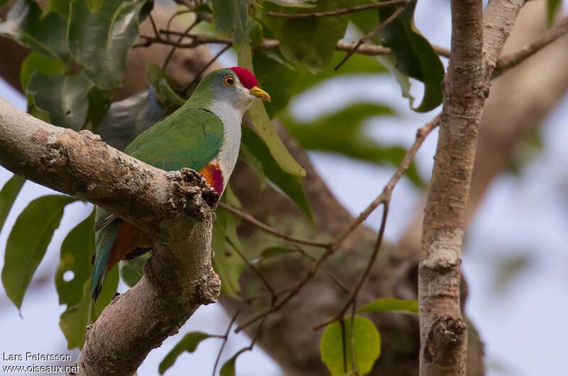 Beautiful Fruit Doveadult