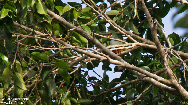 Beautiful Fruit Dove