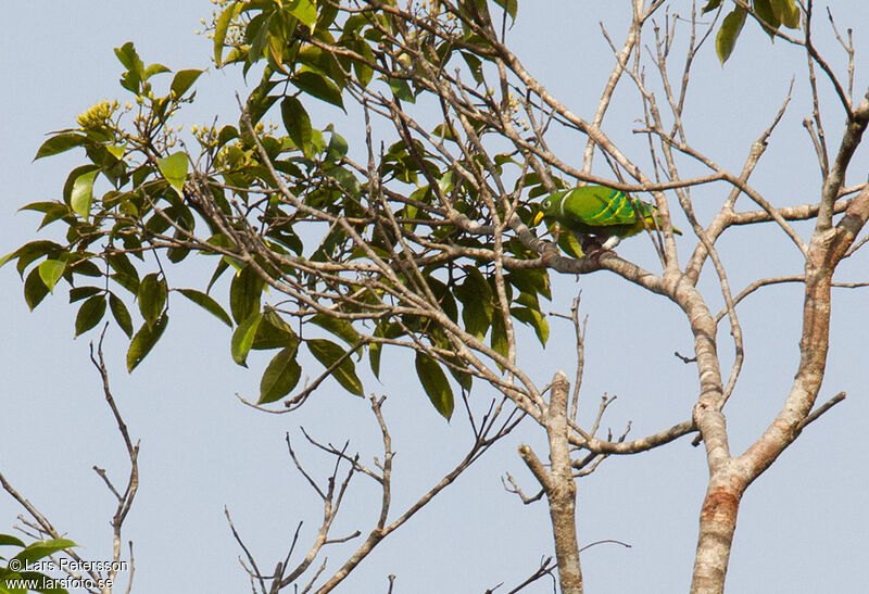 Dwarf Fruit Dove