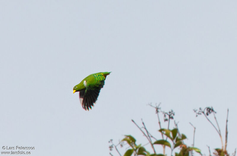 Dwarf Fruit Dove